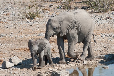African Elephants (Loxodonta africana)