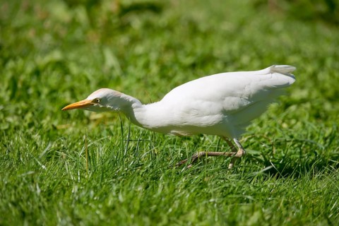 Cattle Egret (Bubulcus ibis) foraging