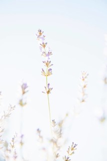 Blooming lavender flowers in organic herbal garden