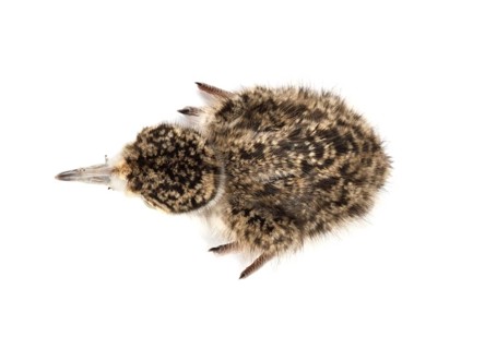 Spur-winged Lapwing or Spur-winged Plover (Vanellus spinosus) chick