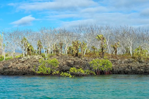 Palo Santo trees (Bursera graveolens)