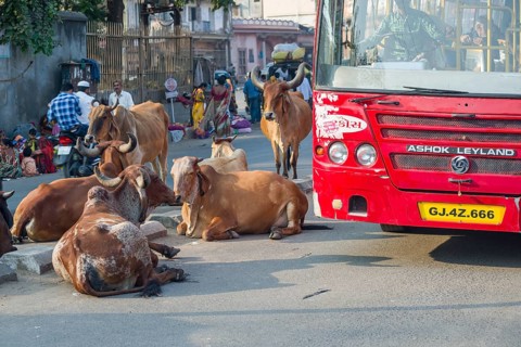 Cattle on the street blocking the traffic