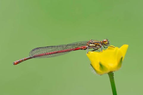 Pyrrhosoma nymphula (Pyrrhosoma nymphula)