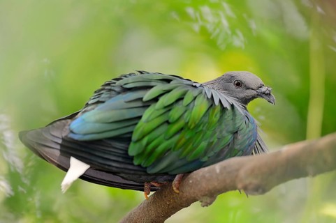 Nicobar Pigeon (Caloenas nicobarica)