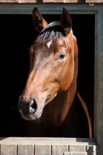Steam Warmblood