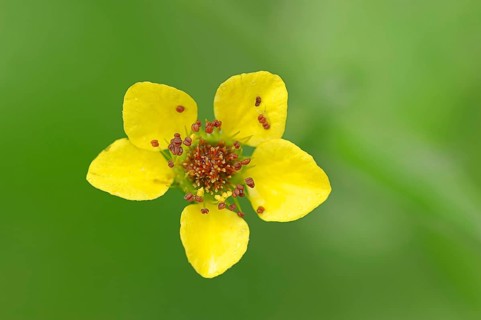 Wood Avens