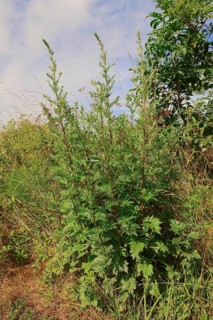 Mugwort (Artemisia vulgaris)