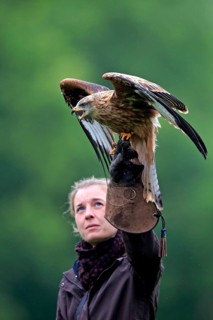 Falconer with Red Kite (Milvus milvus)