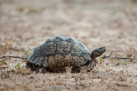 Leopard Tortoise (Geochelone pardalis)