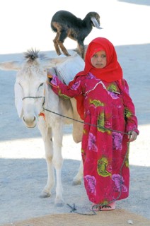 A young Bedouin girl with a goatling standing on the back of a donkey