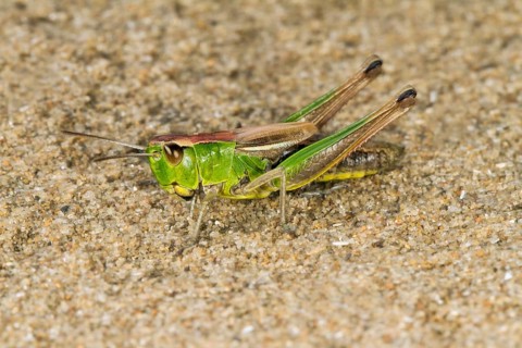 Meadow Grasshopper (Chorthippus parallelus)