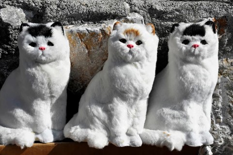 Cat plush toys on sale at a stand in Akyaka