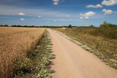 Chamomile growing along the edges of the coastal bicycle path