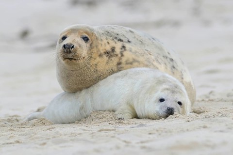 Grey Seals (Halichoerus grypus)