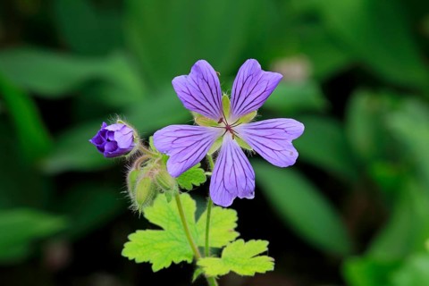 Cranesbill or Ashy Cranesbill (Geranium cinereum)