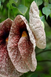 Giant Pelican Flower (Aristolochia gigantea)