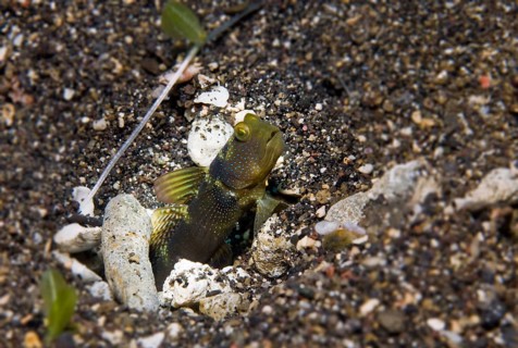 Yellow Shrimp-goby or Yellow Prawn-goby (Cryptocentrus cinctus)