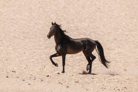 Wild horse in the Namib Desert