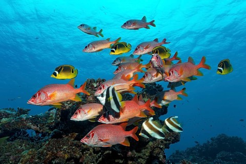 Shoal of Sabre Squirrelfish