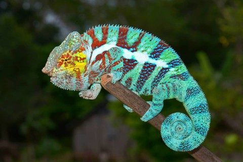 Panther Chameleon (Furcifer pardalis)
