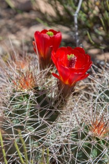 Hedgehog Cactus (Echinocereus) in bloom