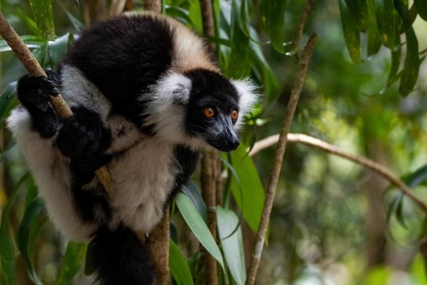 Black-and-white ruffed lemur (Varecia variegata) in tree