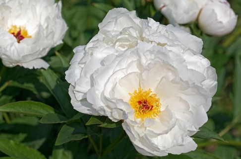Chinese Peony 'Zu Zu' (Paeonia lactiflora 'Zu Zu')