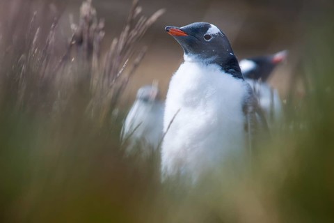 Gentoo Penguin (Pygoscelis papua)