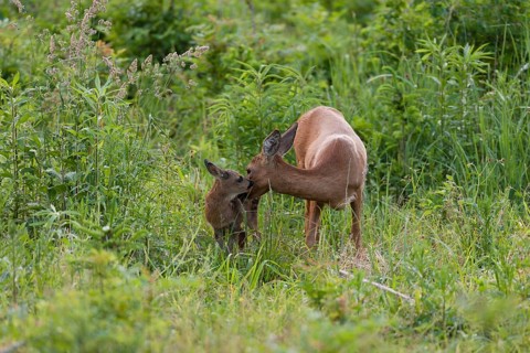 Roe Deer (Capreolus capreolus)