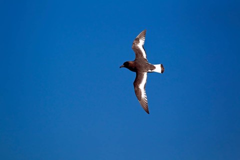 Cape Petrel (Daption capense)