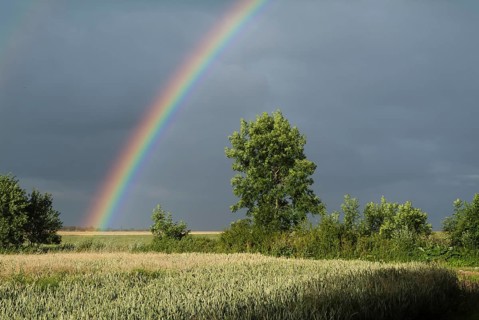 Rainbow over corn fields