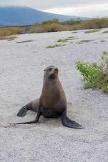Galapagos Sea Lion (Zalophus californianus wollebaeki)