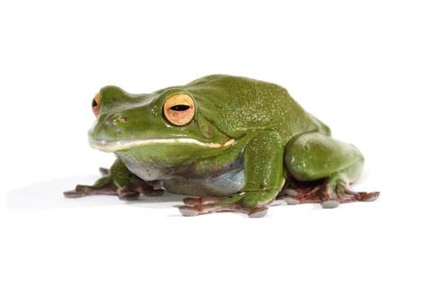 White-lipped Tree Frog (Litoria infrafrenata)