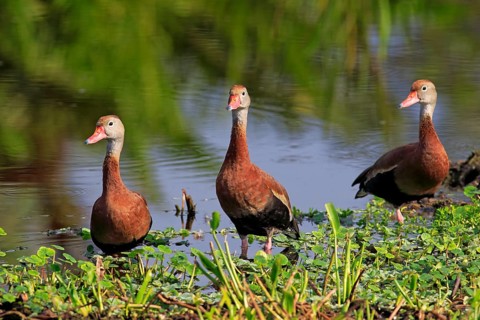 Three Black-bellied Whistling Ducks (Dendrocygna autumnalis)