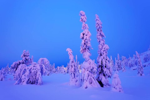 Trees in a snow-covered winter landscape