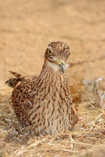 Spotted Thick-knee (Burhinus capensis)