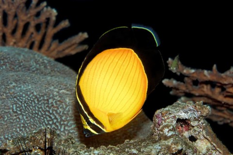 Arabian Butterflyfish (Chaetodon melapterus)
