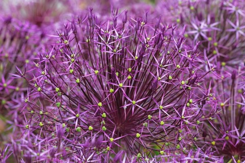 Allium