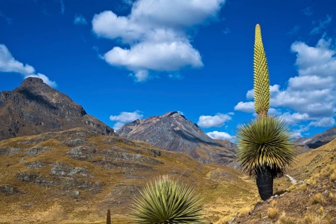 Queen of the Andes or Giant Bromeliad (Puya raimondii)