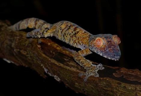Giant Leaf-tailed Gecko (Uroplatus fimbriatus)