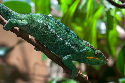 Panther Chameleon (Furcifer pardalis) in a terrarium