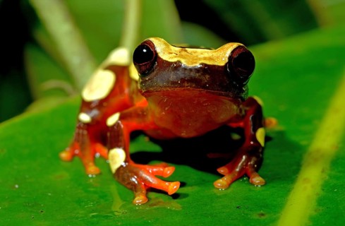 White-leaf frog (Dendropsophus leucophyllatus)