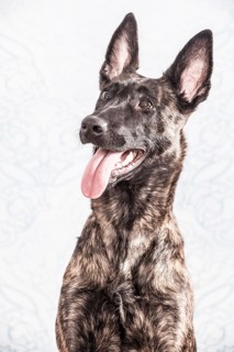 Hollandse Herdershond or Dutch Shepherd Dog