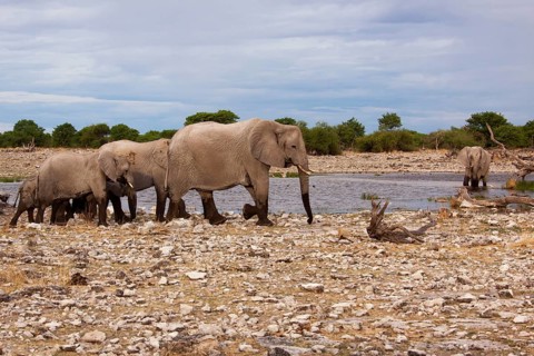 African elephants (Loxodonta africana)