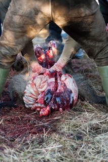 Hunter opening a wild boar