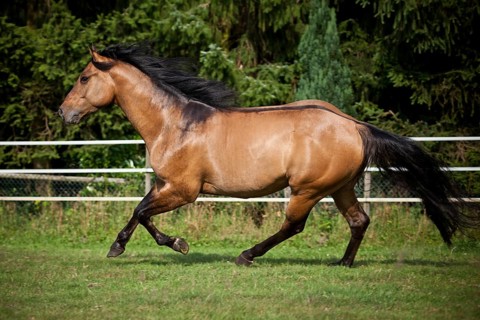 Gelding