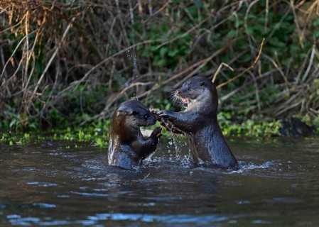 Otters (Lutra lutra) fighting