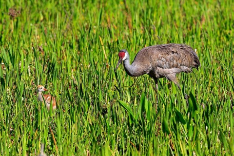 Sandhill Crane (Grus canadensis) with young