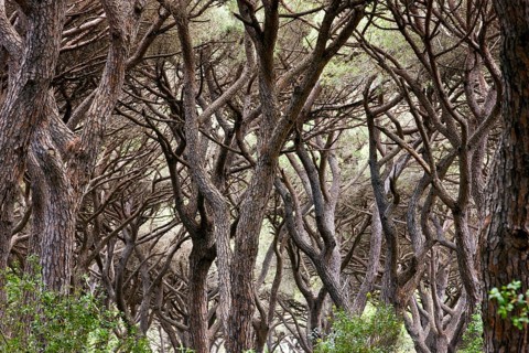 Pine forest near Castiglione della Pescaia