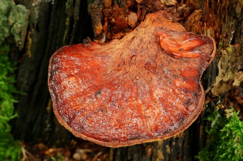 Beefsteak Fungus